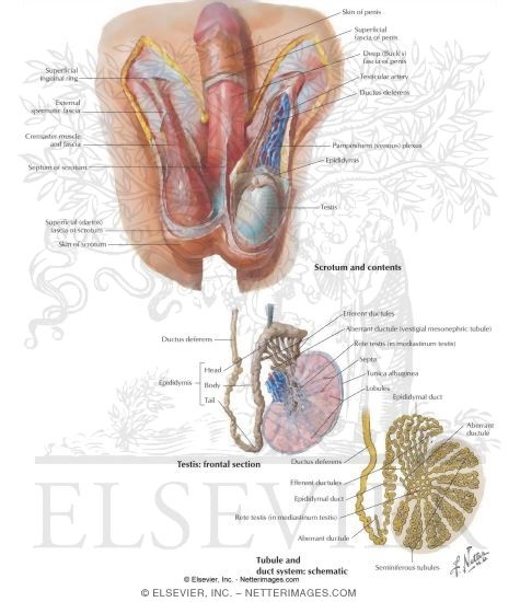 Scrotum and Testis