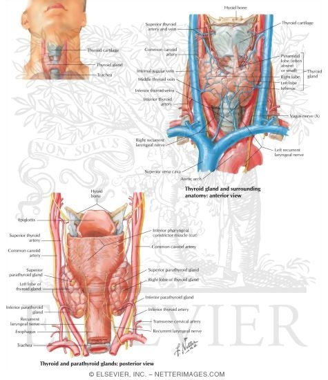 Watermarked preview of labeled image: Thyroid and Parathyroid Glands