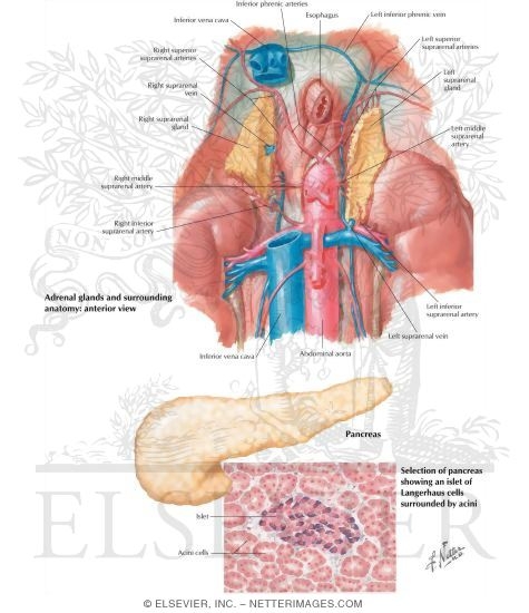 Watermarked preview of labeled image: Adrenal Glands and Pancreas