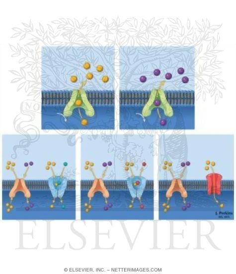 Watermarked preview of unlabeled image: Membrane Transport: I