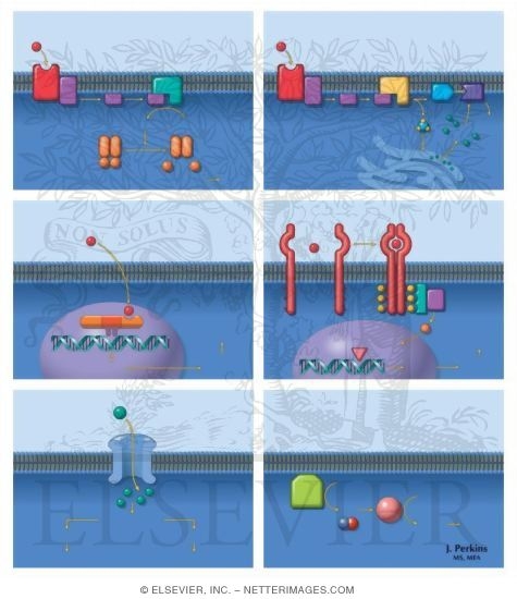 Watermarked preview of unlabeled image: Signal Transduction Pathways: I