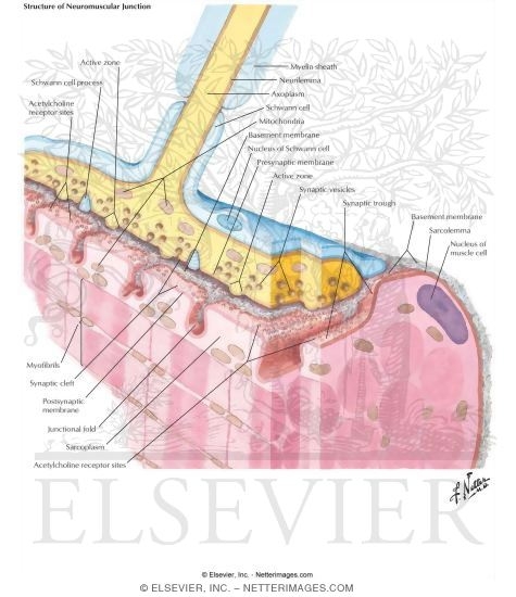 Structure of Neuromuscular Junction