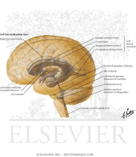 Ventricles of Brain