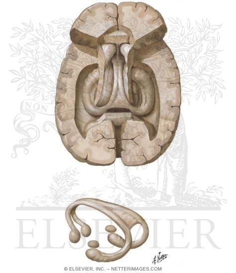 Watermarked preview of unlabeled image: Hippocampus and Fornix