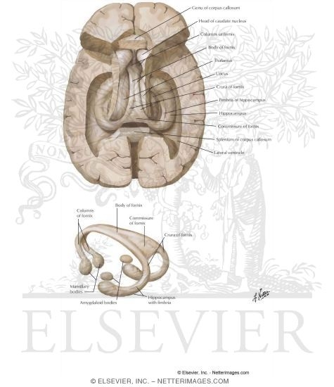 Hippocampus and Fornix