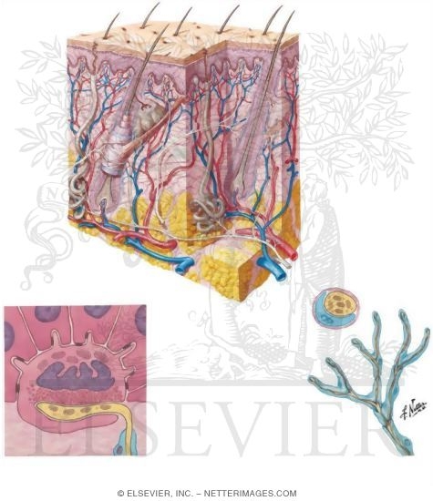 Skin and Cutaneous Receptors