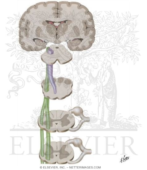 Watermarked preview of unlabeled image: Somesthetic System: Body