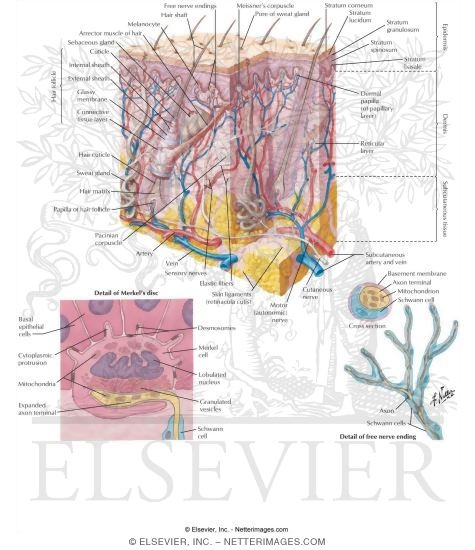 Skin and Cutaneous Receptors