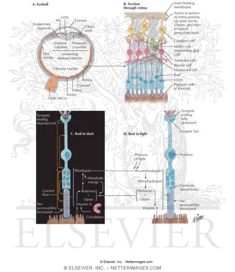 Watermarked preview of labeled image: Visual Receptors