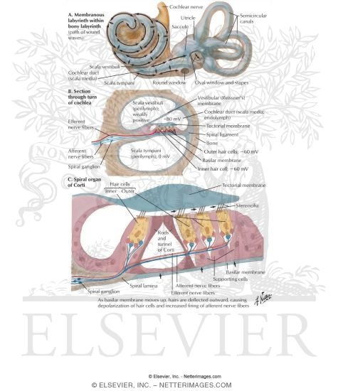 Cochlear Receptors