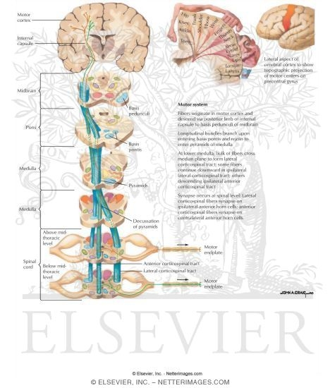 Watermarked preview of labeled image: Corticospinal Tracts