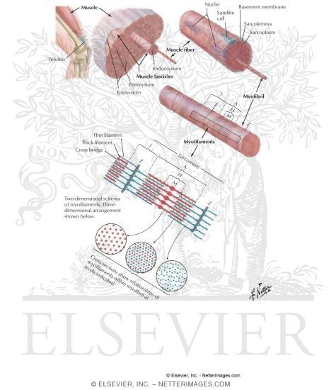 Organization of Skeletal Muscle