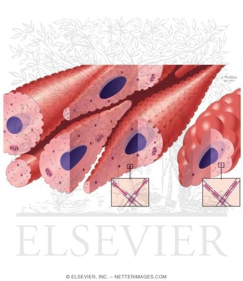 Smooth Muscle Structure