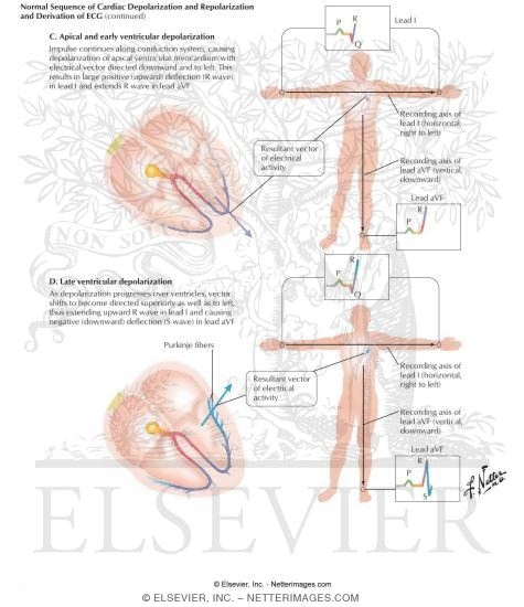Normal Sequence of Cardiac Depolarization and Repolarization and Derivation of ECG