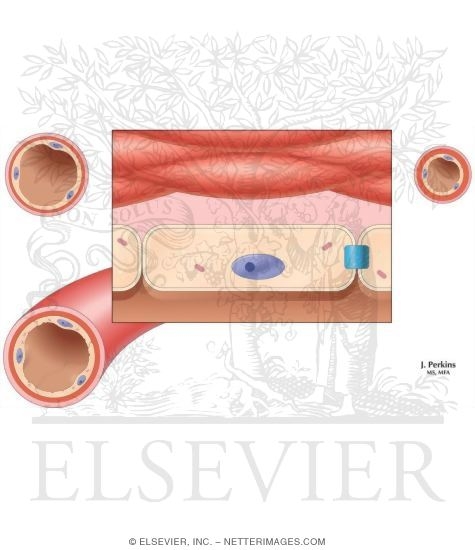 Watermarked preview of unlabeled image: Control of Arteriolar Tone