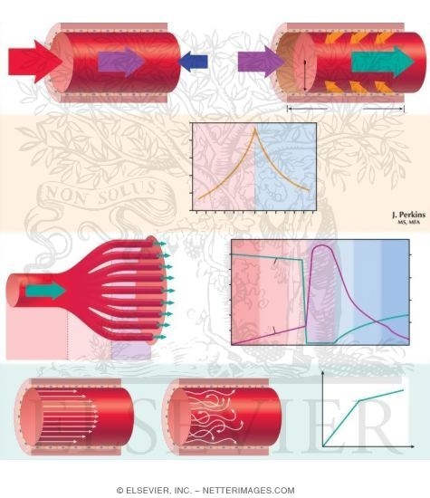 Watermarked preview of unlabeled image: Hemodynamics