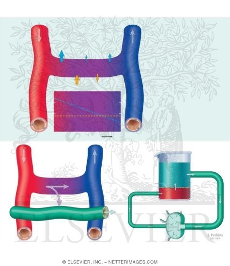 Watermarked preview of unlabeled image: Microcirculation