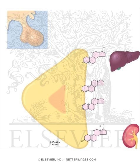 Regulation of Adrenal Hormones