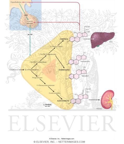 Watermarked preview of labeled image: Regulation of Adrenal Hormones