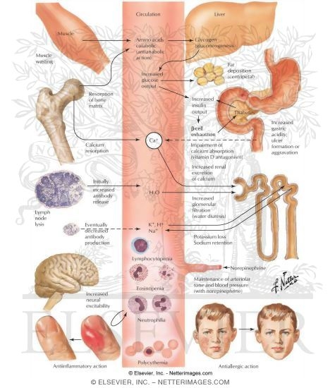 Biologic Actions of Cortisol