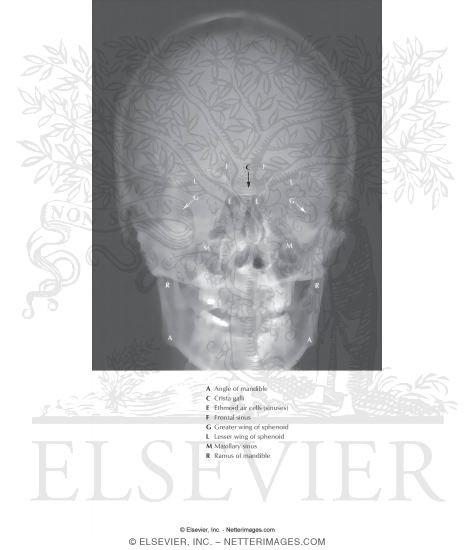 Watermarked preview of labeled image: Skull: Anteroposterior Radiograph