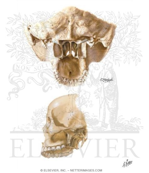 Watermarked preview of unlabeled image: Cranial Base: Pterygoid Fossae