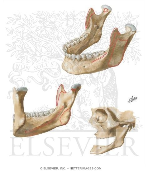 Mandible