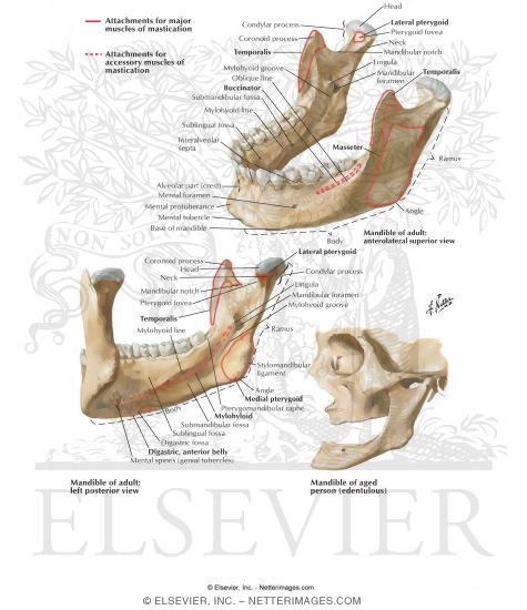 Mandible