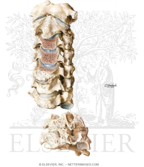 Degenerative Changes In the Cervical Vertebrae