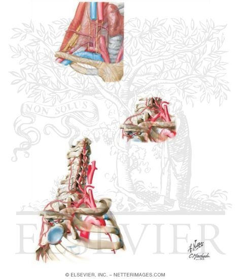Subclavian Artery