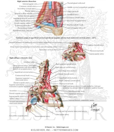 Subclavian Artery