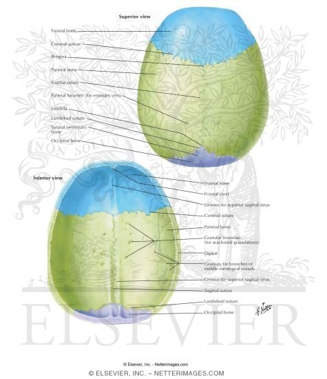Calvaria [Showing Sutural (Wormian) Bone]