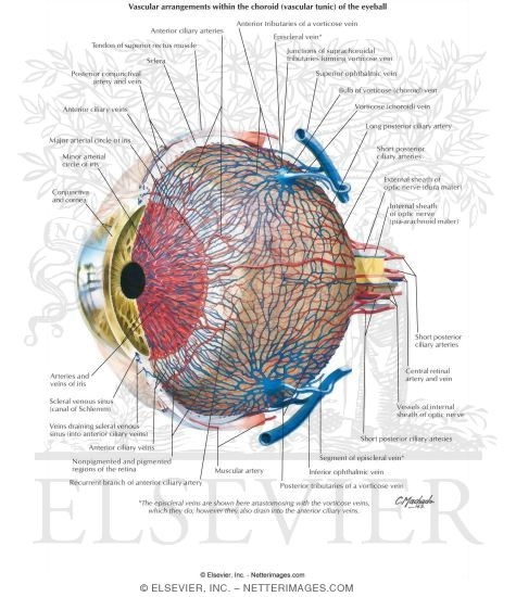 Vascular Supply of Eye