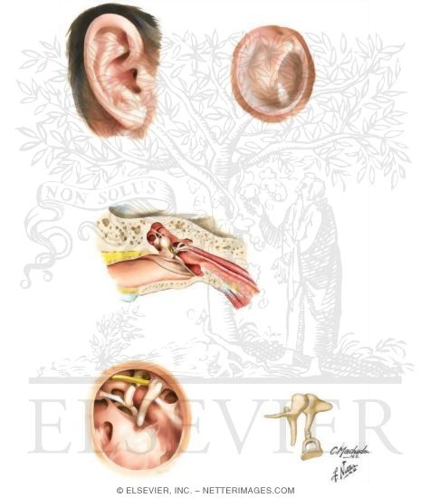 External Ear and Tympanic Cavity