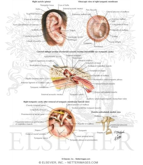 external ear anatomy