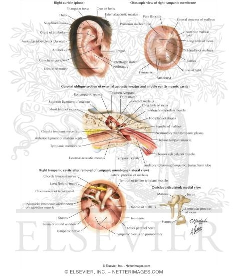 External Ear and Tympanic Cavity