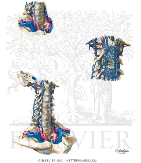 Watermarked preview of unlabeled image: Veins of the Vertebral Column 