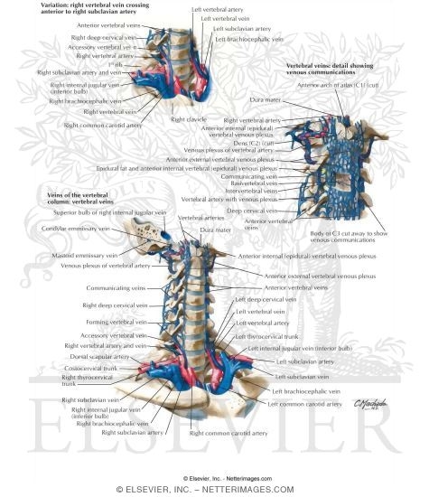 Watermarked preview of unlabeled image: Veins of the Vertebral Column 