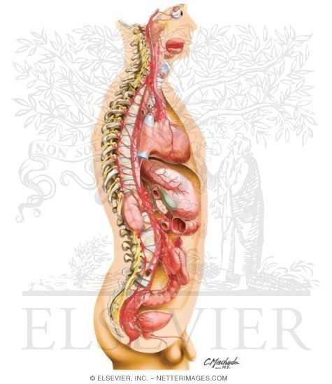 Watermarked preview of unlabeled image: Sympathetic Nervous System: General Topography