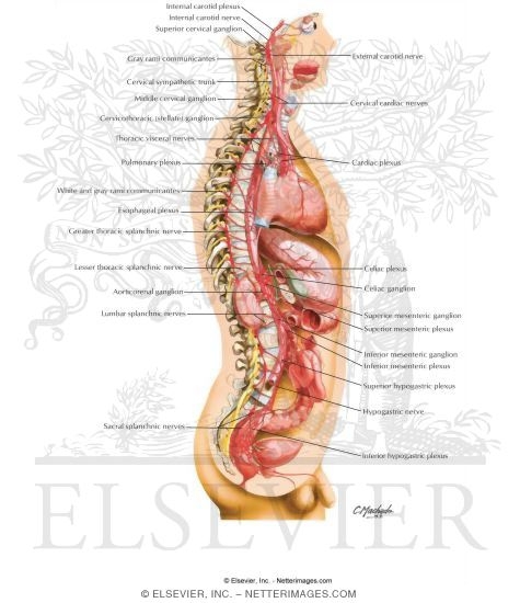 Watermarked preview of unlabeled image: Sympathetic Nervous System: General Topography
