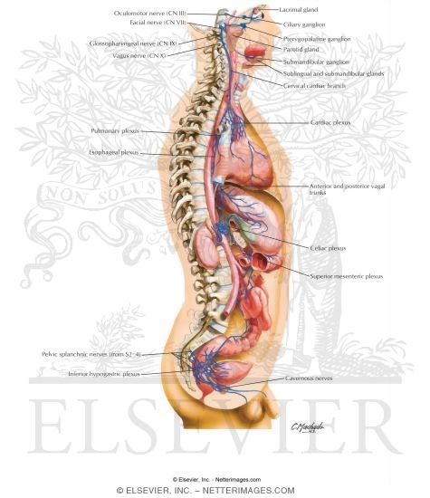 Watermarked preview of unlabeled image: Parasympathetic Nervous System: General Topography