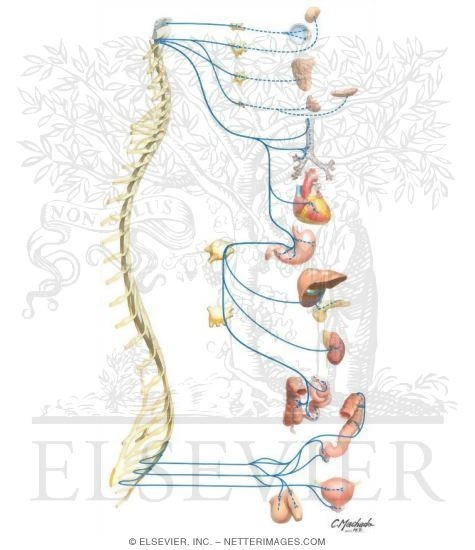 Parasympathetic Nervous System Schema