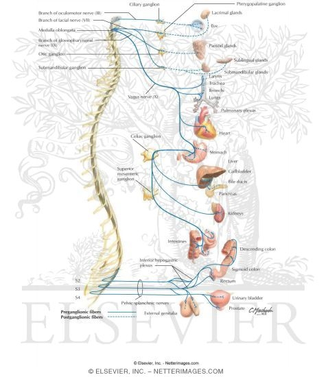 Parasympathetic Nervous System: Schema