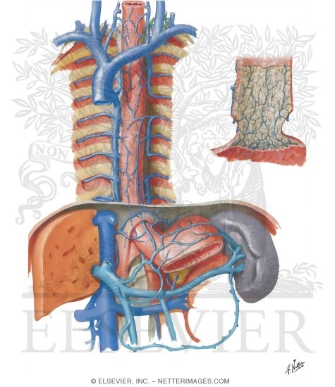 Veins of Esophagus