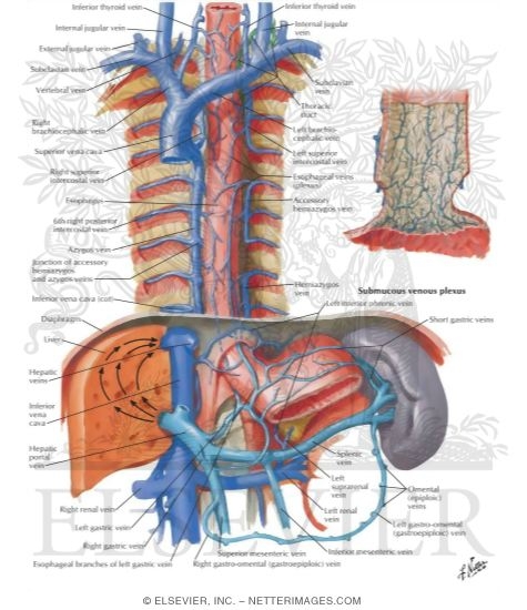 Veins of Esophagus