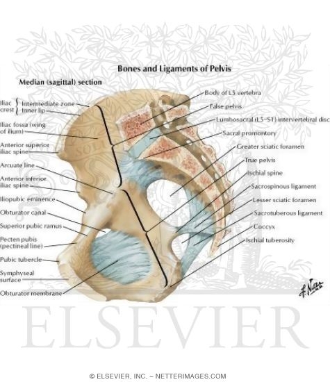 Bones and Ligaments of Pelvis