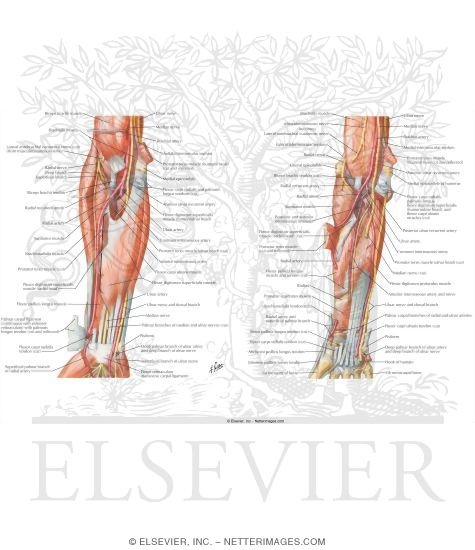 Muscles of Forearm With Arteries and Nerves (Anterior View)
Anterior Compartment Muscles: Superficial Flexors
Anterior Compartment Muscles: Deep Flexors