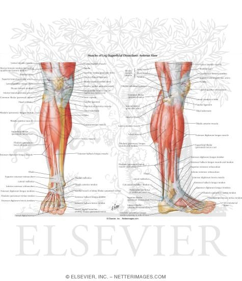 Muscles, Arteries, and Nerves of Leg: Superficial Dissection
Muscles of Leg (Superficial Dissection): Anterior View
Muscles of Leg: Lateral View