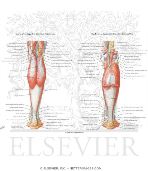 Watermarked preview of labeled image: Muscles, Arteries, and Nerves of Leg (posterior view)
Muscles: Superficial Posterior Compartment