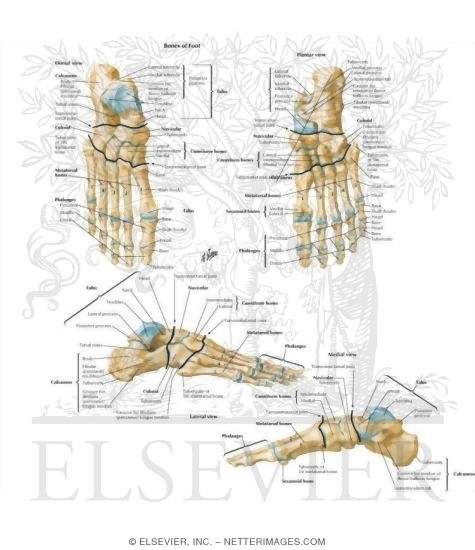 Bones of Foot